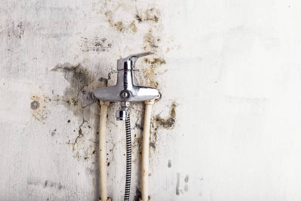 Best Mold Remediation  in Sylvania, GA