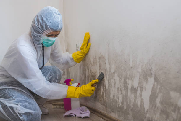 Best Home Mold Removal  in Sylvania, GA