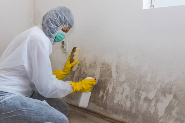 Best Professional Mold Removal  in Sylvania, GA