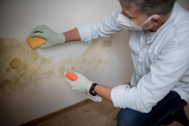 Best Residential Mold Removal  in Sylvania, GA