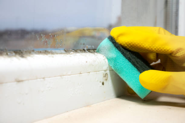 Sylvania, GA Mold Removal Company