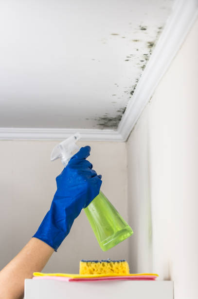 Best Mold Removal Company Near Me  in Sylvania, GA