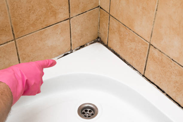 Best Commercial Mold Removal  in Sylvania, GA